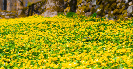 A field of spring yellow wood flowers Anemone Ranunculoides with stone background 