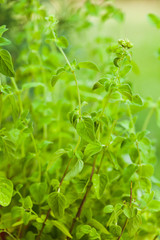 The Oregano bush 