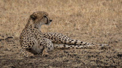 Female Cheetah lying in grassland taken in the Masai Mara Kenya.