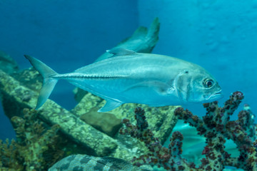 Giant trevally, Lowly trevally Giant kingfish in tank.