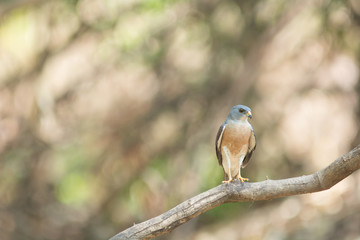 Chinese Sparrowhawk