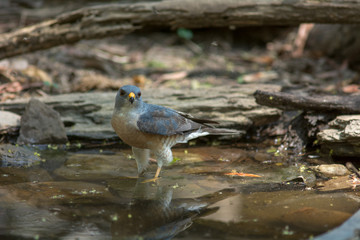 Besra or Little Sparrow Hawks are going into the water in small ponds