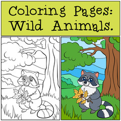 Coloring Pages: Wild Animals. Little cute raccons.