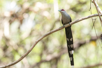 Green-billed Malkoha