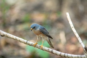 Besra or Little Sparrow Hawks are going into the water in small ponds