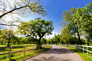 countryside in spring time