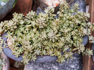 Fototapeta na wymiar Miniature succulent plants