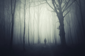 spooky forest background