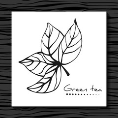 Branch with green leaves. Green tea. Sketch.