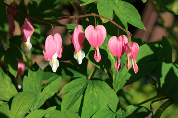 Obraz premium Tränendes Herz Blüten 