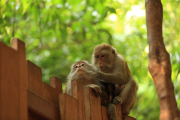 monkeys in forest