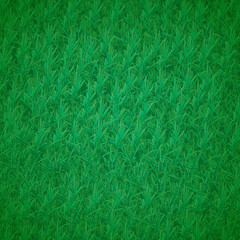 Grass background. Texture of green grass growing on a lawn.