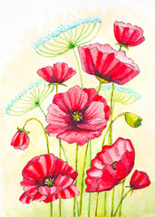 watercolor poppies composition hand painted illustration