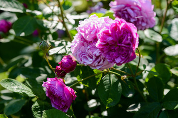 Wild rose in Dendrarium of Sochi, Russia