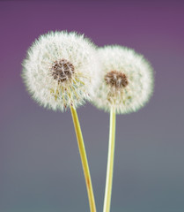 dandelion flower on violet color background, many closeup object