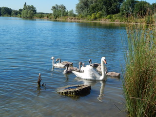 Familie Schwan