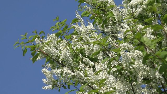 flowering bird cherry tree in the nature