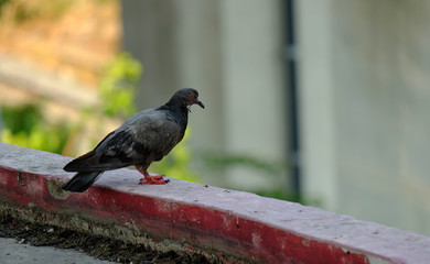 pigeon  in Asia, Thailand  (Selective focus)