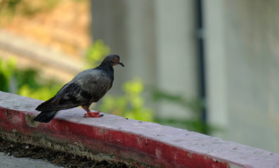 pigeon  in Asia, Thailand  (Selective focus)