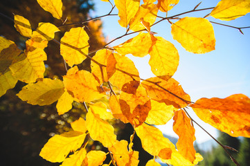 Fototapeta na wymiar Golden Leaves in Sunlight