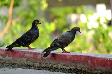 pigeon  in Asia, Thailand  (Selective focus)