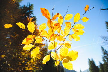 Fototapeta na wymiar Yellow Leaves in Sun
