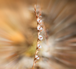 white  flower in the grass blurred zoom