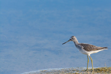 Greenshank walking along a lake shore