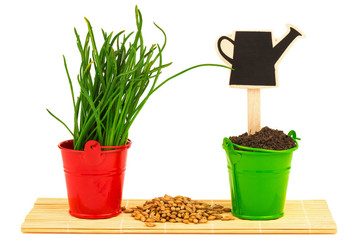 Spring concept with grass, soil, seeds in the buckets
