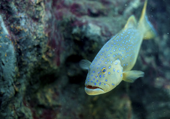Blue spotted grouper : Plectropomus maculatus fish in tank