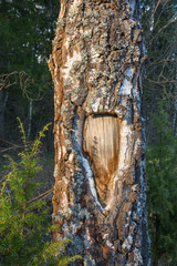 The original texture of the tree trunk.