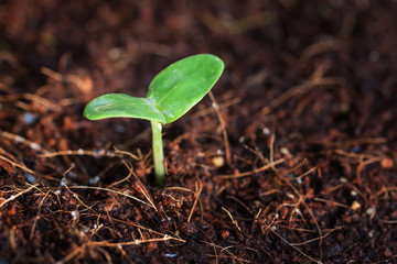 Seedlings, seedlings, planting materials