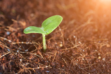 Seedlings, seedlings, planting materials, sunlight.