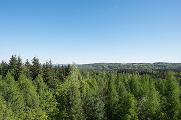 Waldlandschaft im Frühling Tannenbaum
