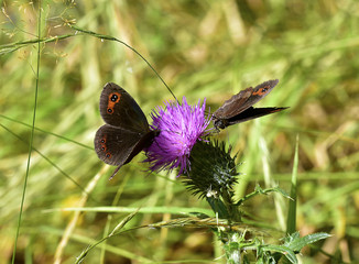 Erebia Neoridas