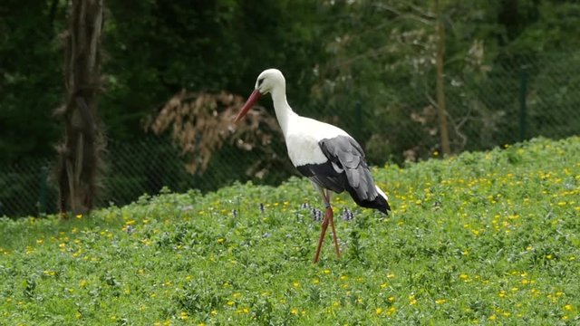a stork looking for food in the grass