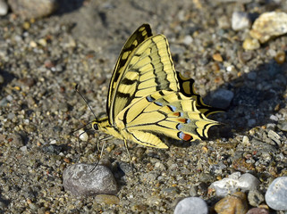 Papilio Machaon