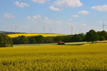 Traktor mit Hänger unterwegs auf landwirtschaftlicher Nutzfläche - Rapsfeld blüht © alisseja