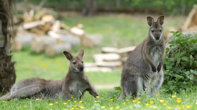 two red-necked wallaby kangaroo