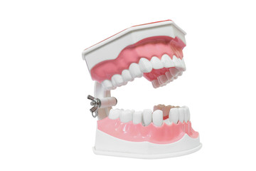 Dental Model of Teeth Isolated on white background clipping path