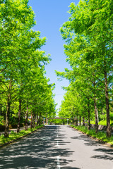 新緑が眩しいメタセコイアの並木道