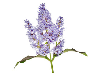 light blue isolated lilac floral branch