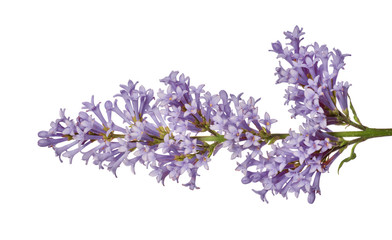 light violet color isolated lilac floral branch