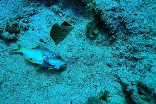 Dead Fish On The Coral Reef