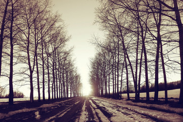 Obraz premium landscape road spring village in March