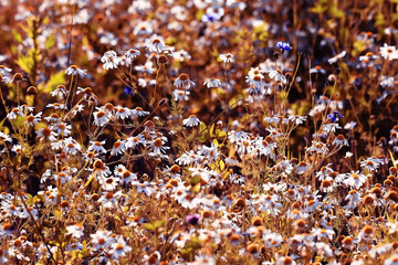 spring background wild flowers