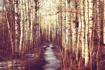 Obraz premium March landscape birch forest background