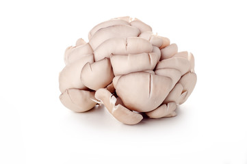 Oyster fresh mushrooms