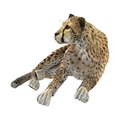 3D Rendering Big Cat Cheetah on White