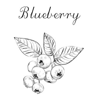 Blueberries sketch vector illustration